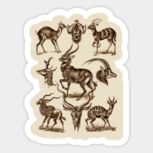 Ernst Haeckel Antilopina Antelope Sticker by Scientistudio